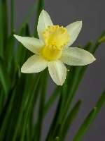 Narcissus 'Candlepower'